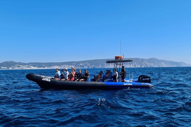 Dolphin Watching and Tour in the Arrábida Natural Park - Common Questions