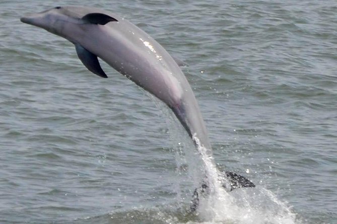 Dolphin Watching Around Cape May - Cancellation Policy for Dolphin Watching Cruises