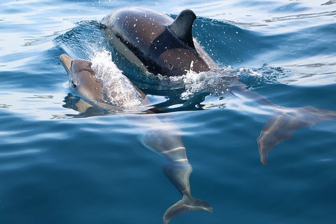 Dolphin Watching at the Arrabida (Lisbon Region) - Additional Information