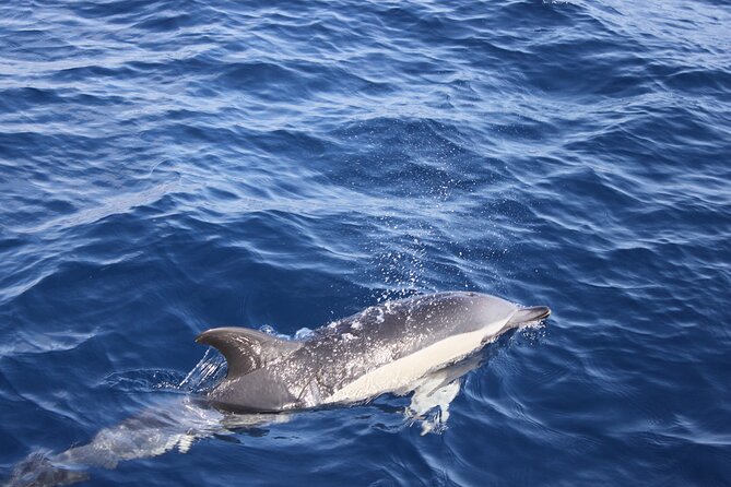 Dolphin Watching Cruise to Lobos Island - Common Questions