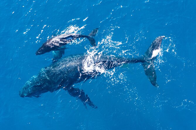 Dolphin Watching Half-Day Cruise From Lagos - Reviews and Feedback