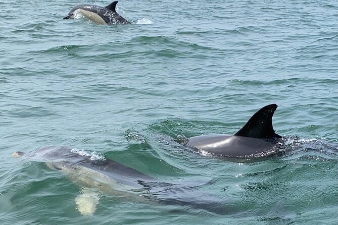 Dolphin Watching in Lisbon - Reviews