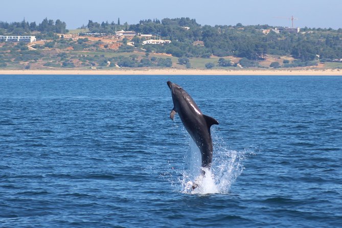 Dolphin-Watching in Marina De Lagos - Common Questions