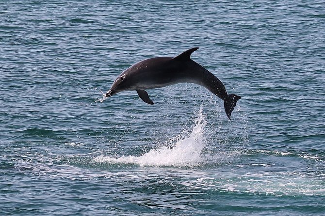Dolphin Watching Tour by Catamaran From Lisbon - Tour Organization and Memorable Experience