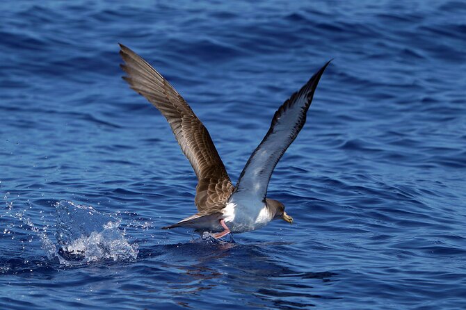 Dolphin - Whale - Turtle - Bird Watching - End Point and Refund Policies