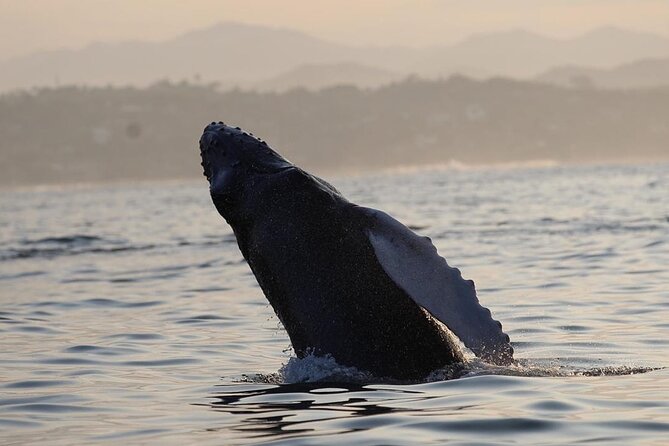 Dolphin & Whale Watching - Tips for an Incredible Experience