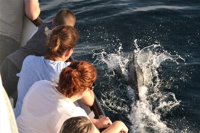 Dolphin & Whale Watching Sunset Cruise - Viator Information