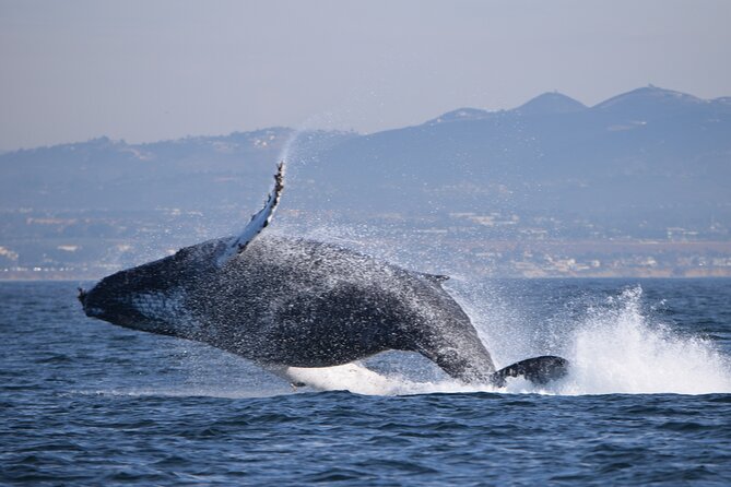 Dolphin & Whale Watching - Reviews and Pricing
