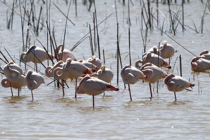 Donana National Park in Two Days From Seville - Reviews and Price