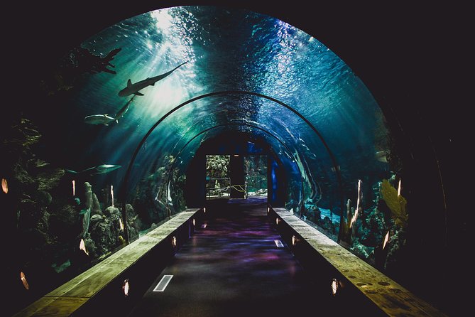 Dubai Aquarium and Underwater Zoo Admission Ticket - Traveler Photos