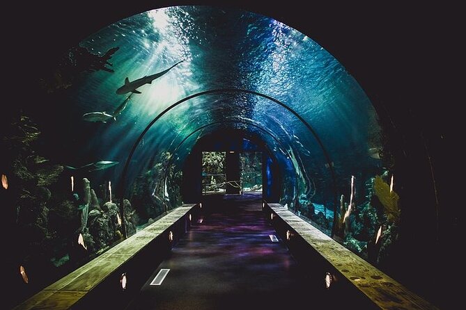 Dubai Aquarium With Glass Bottom Boat Tour - Reserve Now & Pay Later