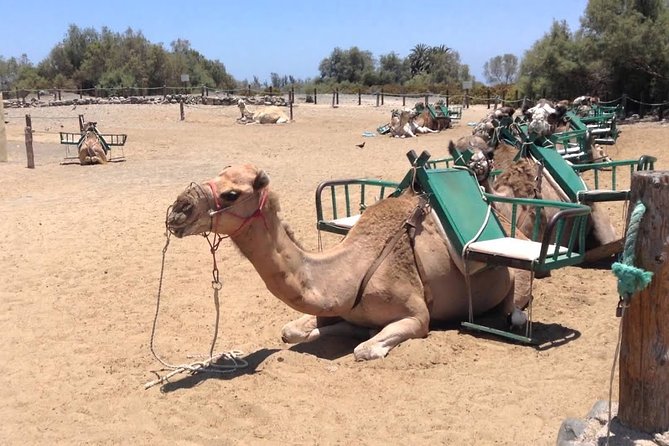 E-Bike City Tour With Camel Safari on the Maspalomas Dunes - Cancellation Policy