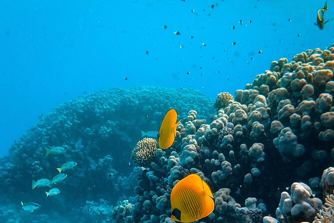 E-Scooter Snorkel With Photo and Video At Turtle Town - Personalized Tour Guides and Highlights