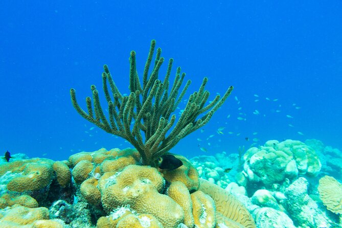 E-Snorkeling Tour in Bonaire With Easy Sea Scooters - Fun and Adventure