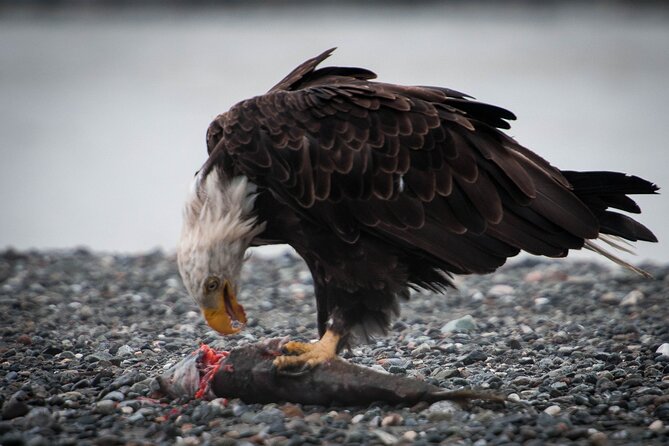 Eagle Preserve Float Trip in Haines - Pricing and Booking Details