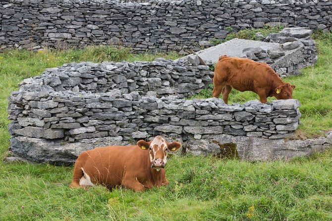 Ebiking Inishbofin Island. Connemara, Galway. Self-Guided. Full Day. - Common Questions