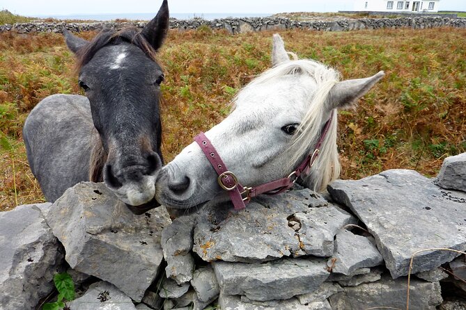 Electric Biking on Inishmore Island. Aran Island. Self-Guided. Full Day. - Sightseeing Recommendations