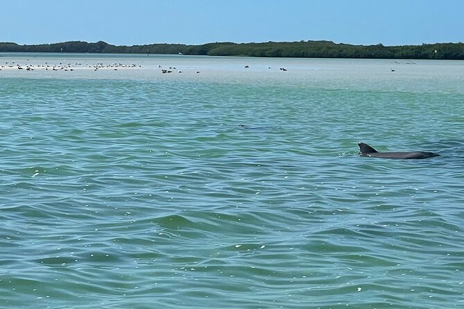 Electric Paddle Board Dolphin Watching Tour of Shell Key Preserve - Shell Key Preserve Details