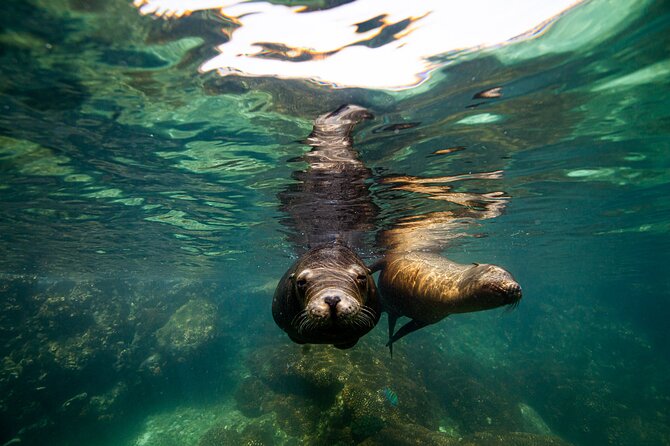 Espíritu Santo Island Snorkel and Sightseeing Tour on Small Group - The Sum Up
