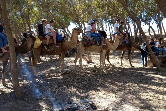 Essaouira Dromedary Camel or Horse Ride - Reviews and Ratings