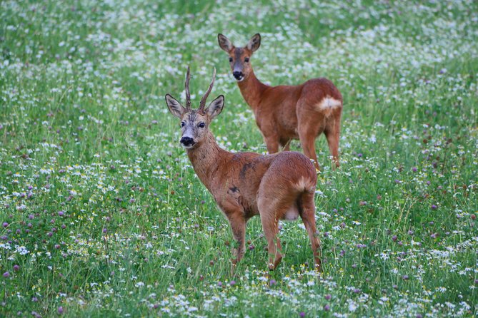 Evening Wildlife Safari From Stockholm - Tour Highlights