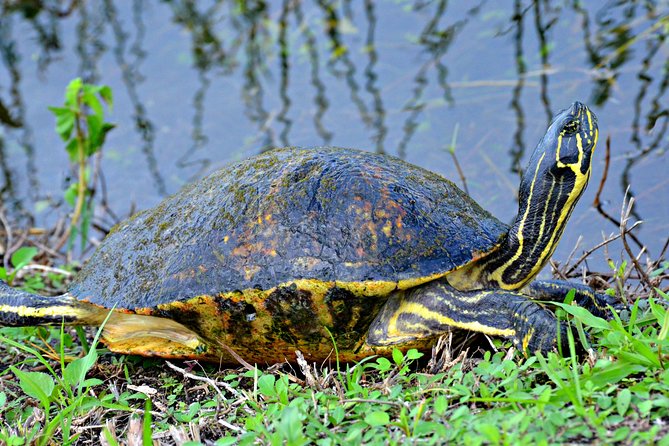 Everglades Airboat, Wildlife Experience With Roundtrip Transfer - Common Questions