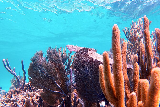 Experience Guided Snorkeling in Costa Maya - Snorkeling Equipment
