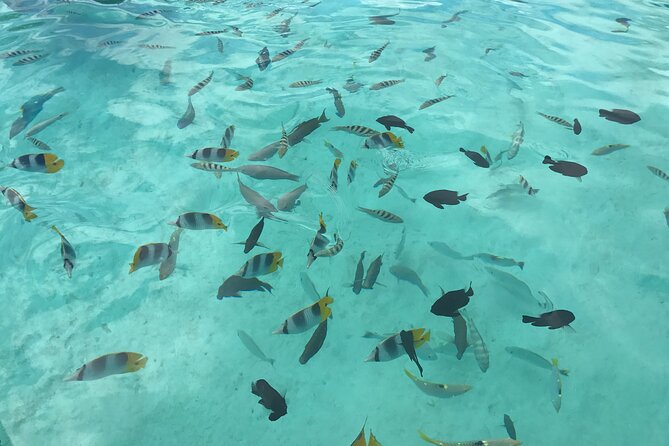 Explore Moorea by Private Boat - Top Attractions to Visit by Private Boat in Moorea
