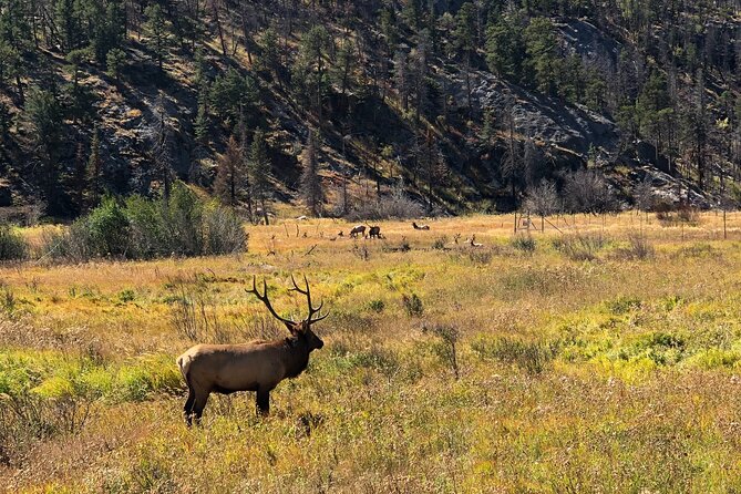 Fall Private Elk Rut Rocky Mountain National Park Tour - Private Tour Highlights
