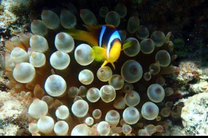 Family Fun-Snorkeling Activity in Montego Bay W/Lunch Stop - Cancellation Policy