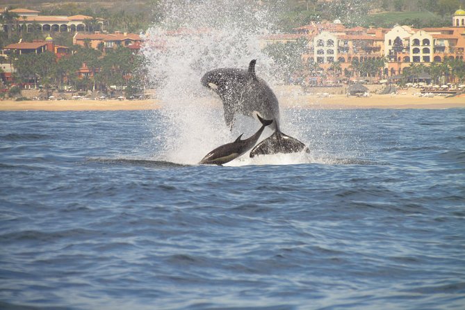 Family Snorkel Day Tour or the Romantic Sunset Cruise. - Cancellation Policy