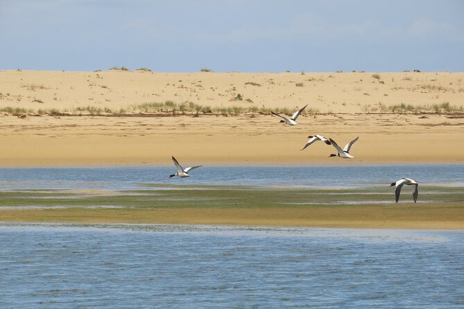 Faro to Ilha Deserta, Rio Formosa Natural Park Eco-Tour - Questions and Help