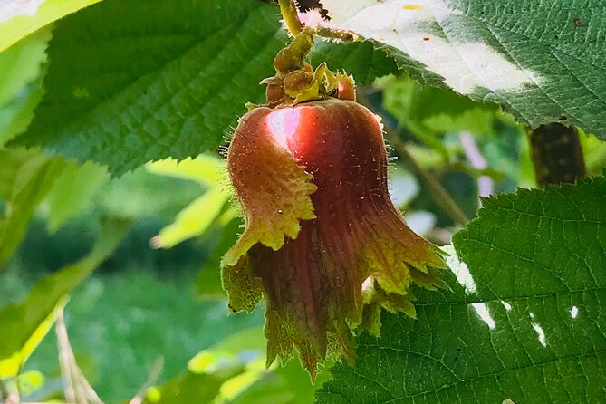 Finger Lakes Guided Black Walnut Tour With Tasting and Hay Ride - Traveler Photos and Reviews