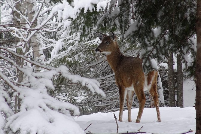 Fire Man Guided Snowshoe Tour - Reviews and Questions