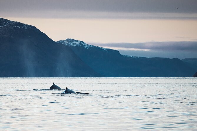 Fjord and Whale Safari Tour - Common Questions