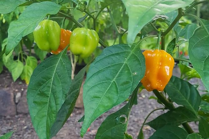 Flavors of St Lucia Cooking Experience - Hands-on Preparation of Signature Dishes
