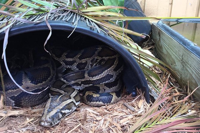 Florida Everglades Private Night Airboat Ride Tour - Traveler Reviews