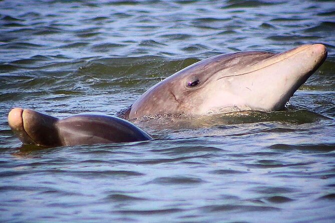 Folly Beach Dolphin Viewing Boat Excursion and Estuary Tour - Common Questions