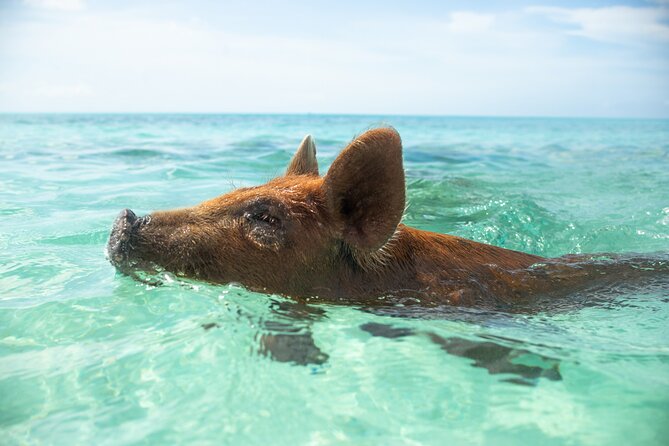 Four-Hour Pig Swim and Activities at Rose Island  - New Providence Island - Pricing and Booking