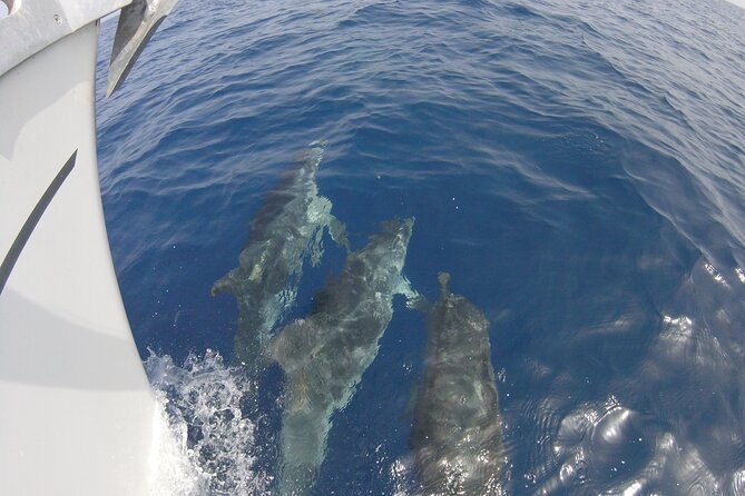 From Heraklion Crete: Semi Private 5.5 Hours Morning Sailing Trip to Dia Island - Pricing and Contact Information