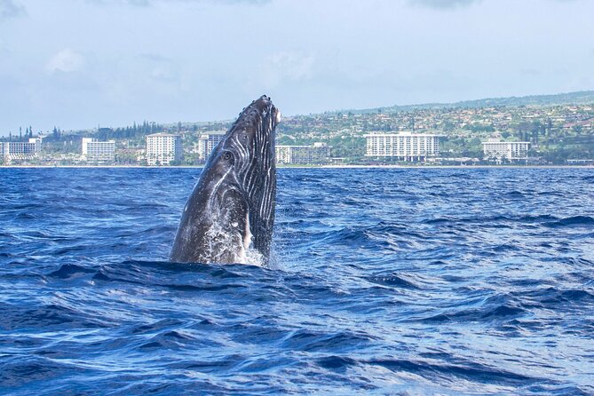 From Maalaea Harbor: Whale Watching Tours Aboard Winona Catamaran - What to Expect