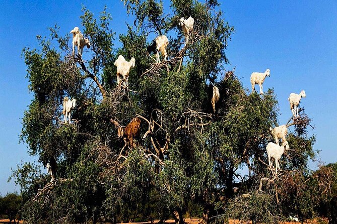 From Marrakech To Essaouira Mogador Full Day Trip Small-group - Common Questions