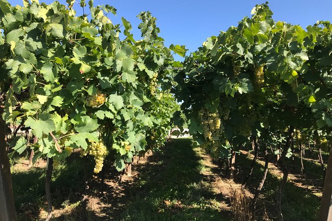 From Verona: Prosecco & Classic Method Sparkling Wine Tour, With Light Lunch - The Sum Up