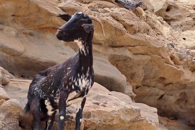 Fuerteventura: PRIVATE ISLAND Sightseeing Grand Tour. 8 Pax.R.30 - Questions