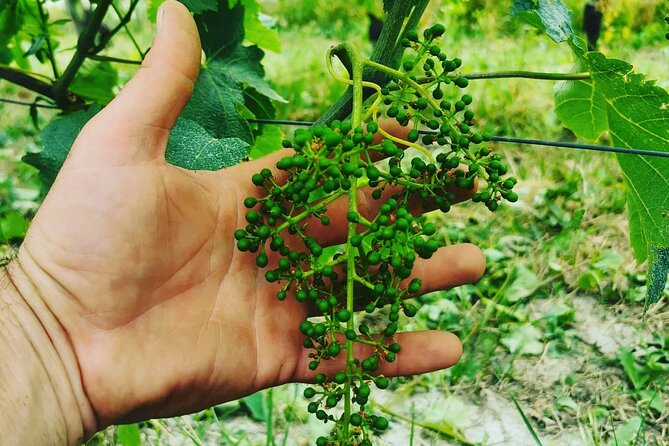 Full Day Barolo&Barbaresco Wine Tour From Torino With a Local Winemaker - Traveler Photos