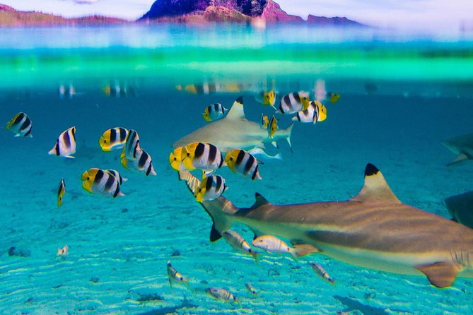 Full-Day Bora Bora Lagoon Cruise Including Snorkeling With Sharks and Stingrays - Good To Know