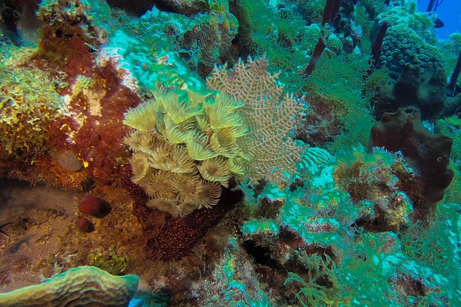 Full-Day Catalina Island Snorkeling Tour From La Romana - Safety Concerns and Considerations