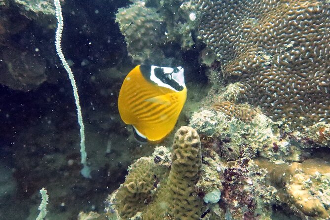 Full Day Diving Activity in Thailand With Lunch - Cancellation Policy and Terms