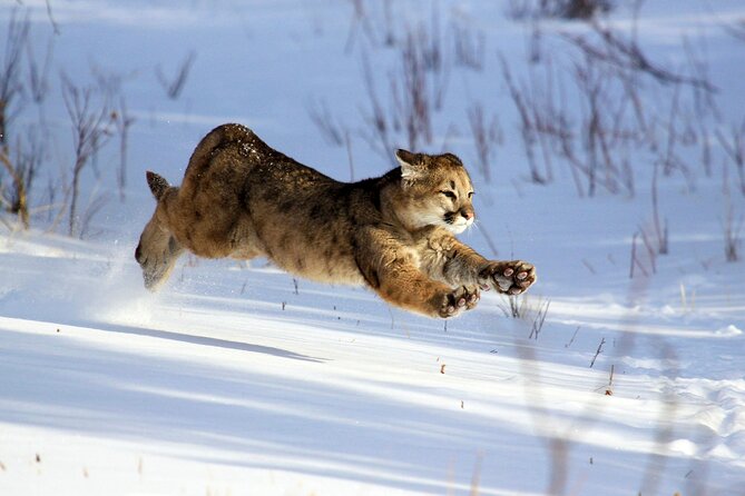 Full Day Family Friendly Private Tour at Yellowstone National Park With Lunch - The Sum Up