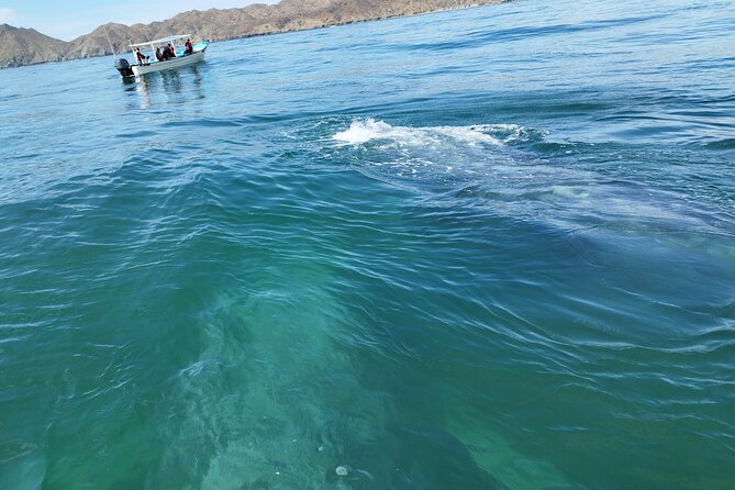 Full Day Gray Whale Watching Experience - Other Activities and Attractions Near the Gray Whale Watching Location
